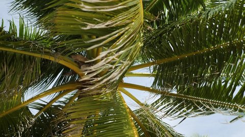 View of palm trees against sky. Coconut palm trees bottom view. Green palm tree on blue sky background. High quality 4k footage.