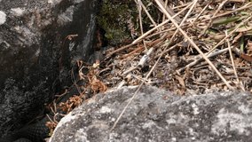The Black Viper (Vipera berus) sniffs the air with his tongue and crawls out of under the stone.