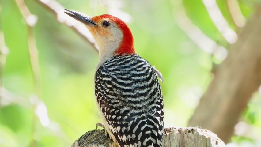 Close up shot of male Red-bellied woodpecker at Oklahoma