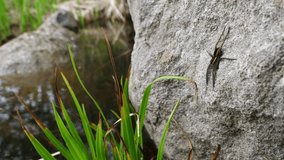 The Raft Spider (Dolomedes fimbriatus) waiting its prey on the side of a stone.