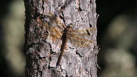 Brown Hawker Dragonfly (Aeshna grandis) on a pine trunk in the fall.