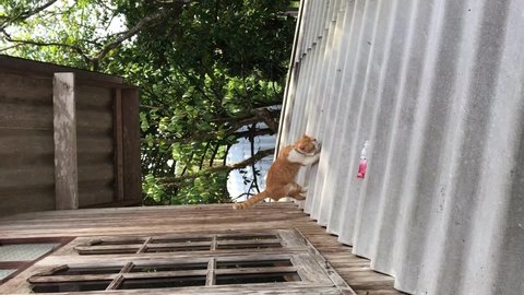 male cat peeing on the roof