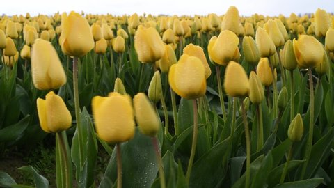Rain soacked yellow tulips in the wind