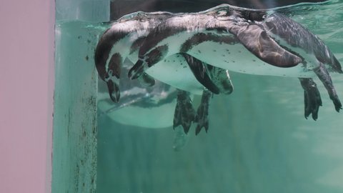 Group Of Magellanic Penguins Floating Under Water Surface In An Aquarium. close up, slow motion