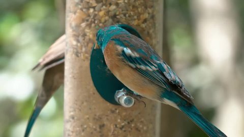 The lazuli bunting call is vocally expressive. The bird males develop their unique lazuli bunting song during their first breeding. 