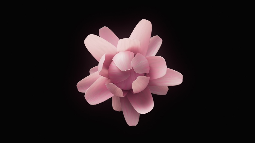Timeless Beauty: A Close-Up Time Lapse of a Delicate Pink Flower Blossoming on a Black Background