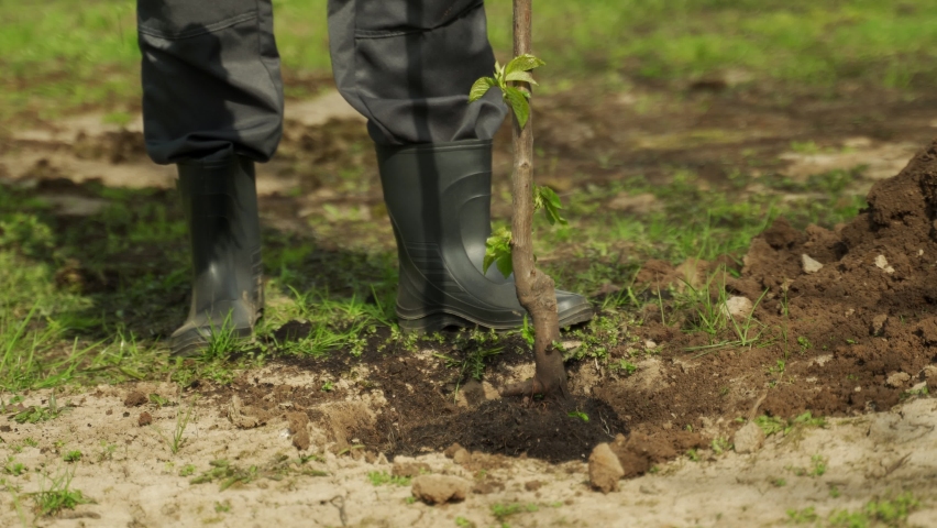 Man gardener in rubber boots buries young fruit tree seedling with shovel in garden on sunny spring day. Warm weather for planting trees closeup Royalty-Free Stock Footage #1091265671