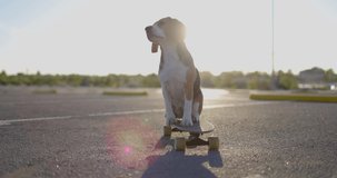 Beagle dog sits on a skateboard in the parking. Obedient pet. Slow motion