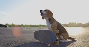 Beagle dog learns to skateboard on the street. Slow motion