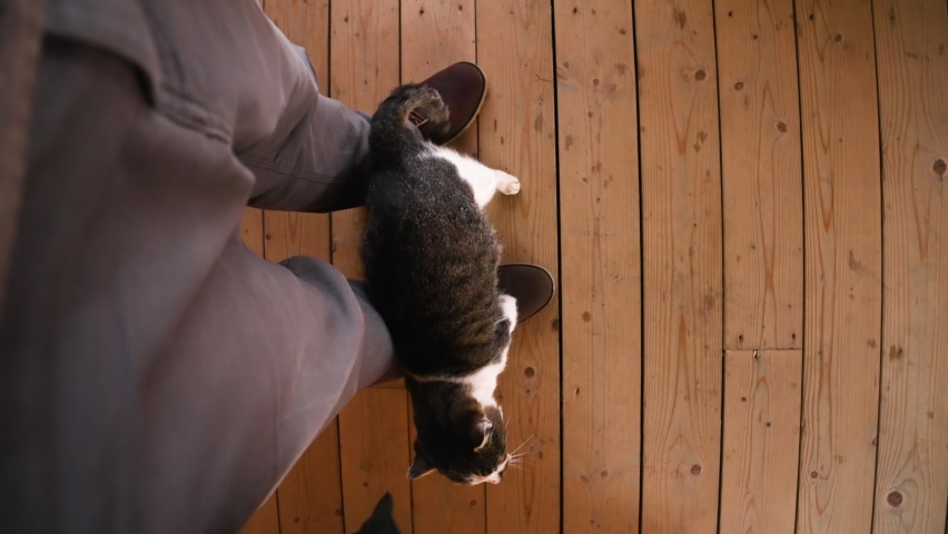 Cute four-legged pet rubs at the feet of the owner and wants caresses and to be stroked. Top view of cat, human feet and wooden floor. Caring for animals. Fluffy pet that says meow. Royalty-Free Stock Footage #1091268155