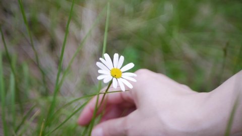 Close up of single beautiful lonely camomile flower being plucked by white feminine hand. Beautiful camomile flower taken by passgoer outdoors. Concept of taking from nature and destroying flora
