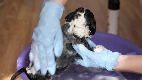 Little dog takes a bath. Frightened dog gets a bath. Man bathes a dog. Cleaning the dog from fleas