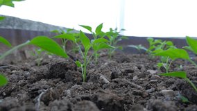 Greeen young and green paprika sapling at soil background. 4K video