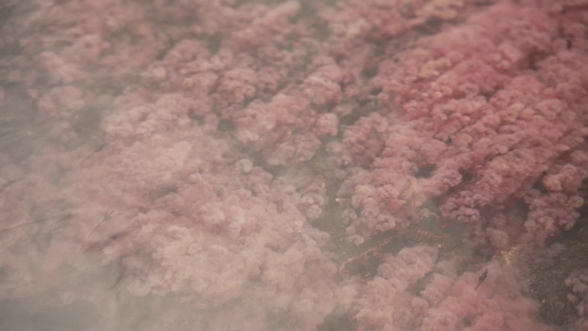Close Up Red Algae Of Cano Cristales In Serrania de la Macarena, Colombia, South America.