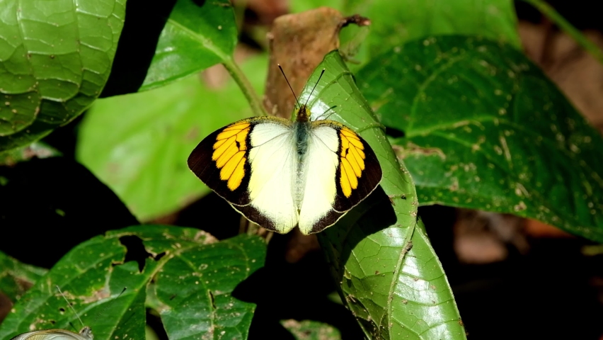 Seen on a leaf during the morning and then flies away quickly, Yellow Orange Tip, Ixias pyrene, Kaeng Krachan National Park, Thailand.