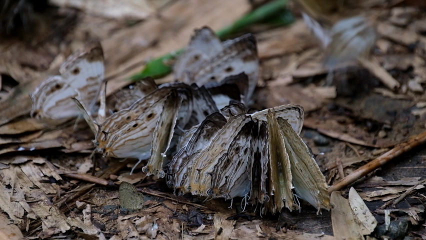 Tightly huddled together as they res on the forest ground, Marbled Map Cyrestis cocles, Butterfly, Thailand.