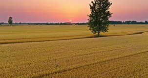 Aerial footage of ripe wheat field nature scenery in summer field. Agricultural scene at sunset. Wheat fields ready to be harvested.