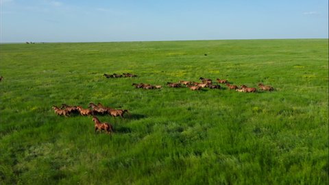 Wild Horses Running, Wild mustangs run on the beautiful green grass, Dust from under the hooves. Herd of horses, mustangs running on steppes aerial view. Slow motion, 10 bit color video