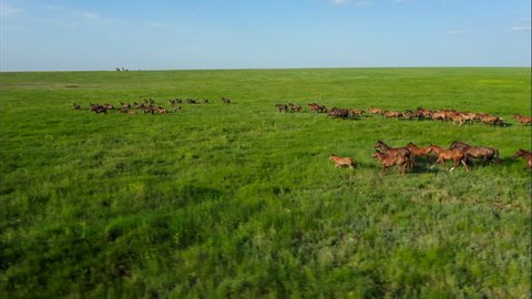 Wild Horses Running, Wild mustangs run on the beautiful green grass, Dust from under the hooves. Herd of horses, mustangs running on steppes aerial view. Slow motion, 10 bit color video