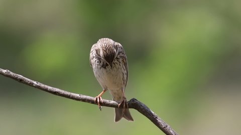 Corn bunting, Emberiza calandra. A bird sits on a branch and sings