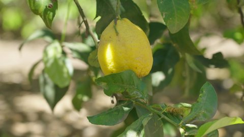 Ripe single lemon hanging on tree branch in sunshine. healthy lemon trees. bunches of fresh yellow ripe lemons on lemon tree branches in Spanish garden. citrus fruits orchard. fruit crops. Slow motion