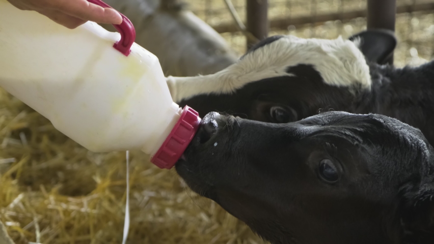 Feeding baby calf. A farmer gives to drink milk to calf cub by bottle to make it grow strong and robust healthy. A love for the calf and mostly vegan style. Royalty-Free Stock Footage #1091284395