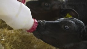 Feeding baby calf. A farmer gives to drink milk to calf cub by bottle to make it grow strong and robust healthy. A love for the calf and mostly vegan style. - Powered by Shutterstock - Get 15% off with code: PIKWIZARD15