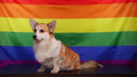A happy corgi dog smiles and turns his head cute in front of a rainbow LGBT flag. Concept of equality, happiness, freedom, love of a same-sex couple, 4K.
