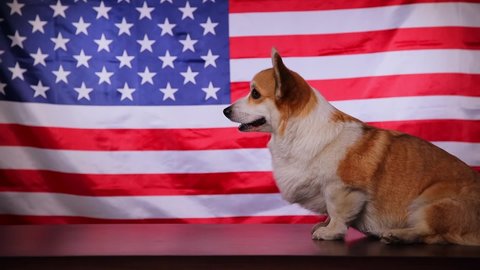 A Corgi breed dog walks in front of the American flag on America's Independence Day. Concept of America. Flag Day in the United States of America. 
