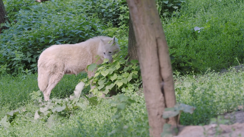 Arctic wolf with cubs (Canis lupus arctos), also known as the white wolf or polar wolf