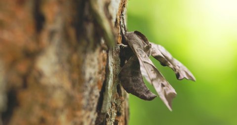 The eyed hawk-moth, 4k video details of the eyed hawk-moth - Smerinthus ocellatus