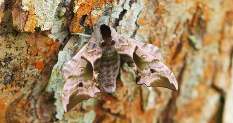 The eyed hawk-moth, 4k video details of the eyed hawk-moth - Smerinthus ocellatus