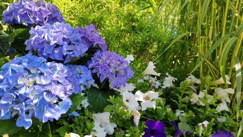 Beautiful pale blue hydrangea flowers. White, purple and blue flowers on a green meadow in the rays of the bright sun. Lush flowerbed in the city park. Light breeze stirs the garden plants. Close-up