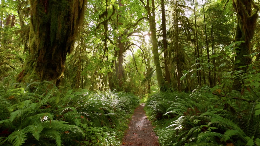 Rain forest in Olympic National Park, Washington, United States. Camera moves along path among trees overgrown with moss and bushes. 4K gimbal shot.