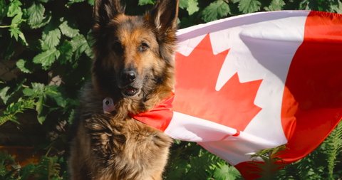 German Shepherd dog is sitting wrapped in a Canadian flag. Flag is waving on the wind. Slow motion.