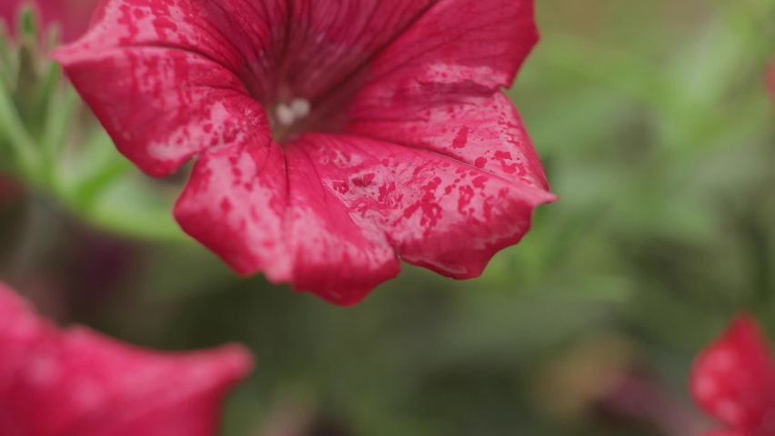 A beautiful pink flower bends in the rain. Heavily watered flower, close-up. Macro.