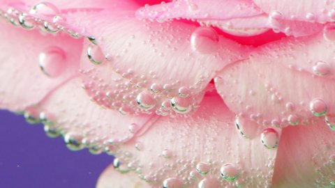Catchy background.Stock footage. The petals of a rose in the water, which is full of bubbles and it moves in the water as if in the wind.