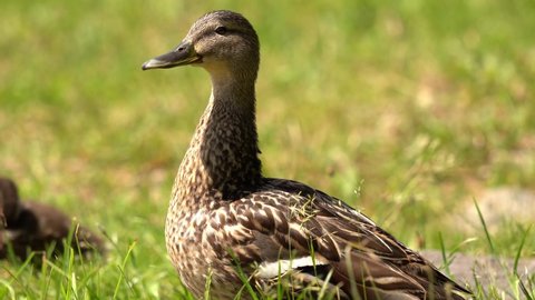 Mallard stands on the background of young green grass