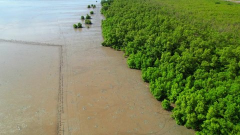 Aerial top view over the mangrove forests along the coast at low tide. the abundance of ecosystems. Mangrove forest at Bang Tabun, Phetchaburi Province, Thailand.
