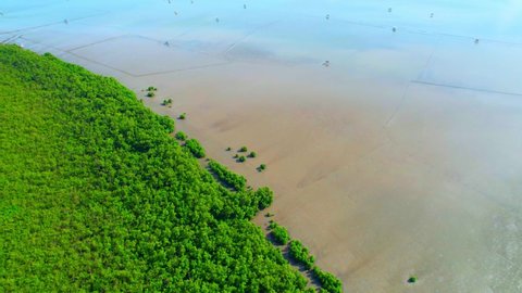 An aerial view from a drone flying over the coastal mangrove forests at low tide. Home Krateng in the background. Mangrove forest at Bang Tabun, Phetchaburi Province, Thailand. 4K
