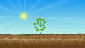 Photosynthesis process animation with a green plant and shiny sun. Green plants are getting energy and nutrition from the sun and soil 4K footage. Tree is producing oxygen and sugar animated video.