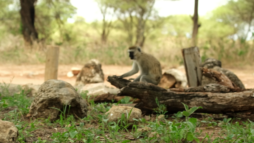 Vervet monkey sneezes sitting next to a tree. The monkey descended to the ground to feast on delicious fruits and roots Royalty-Free Stock Footage #1091313695