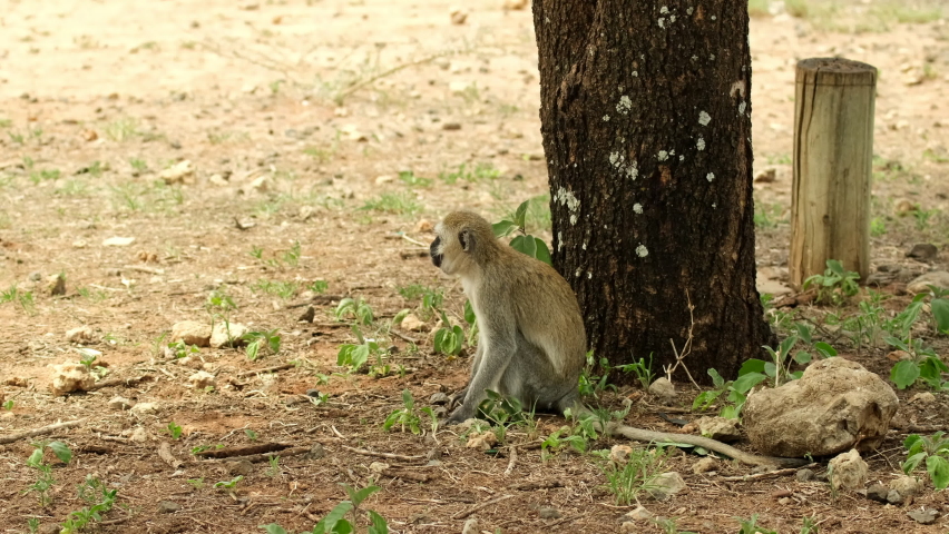 Vervet monkey sneezes sitting next to a tree. The monkey descended to the ground to feast on delicious fruits and roots Royalty-Free Stock Footage #1091313701