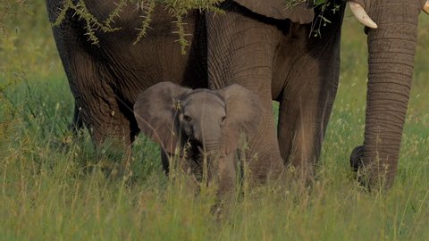 baby elephant, epic portrait pretty cute small new born calf in forest. herd family of African elephants grazing on grasslands of South Africa, revealing scale difference and growth from calf to bull