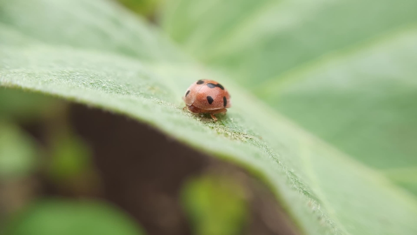a ladybug is perching on a green plant leaf