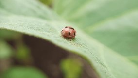 a ladybug is perching on a green plant leaf