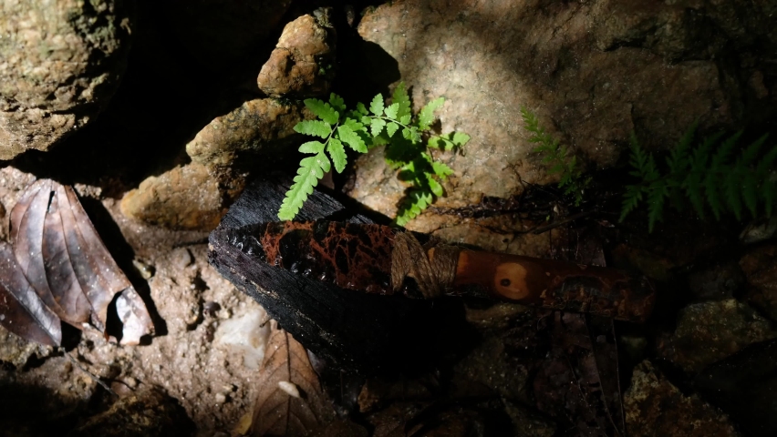 Obsidian has been long prized by Native Americans as a substance that can be formed into a knife blade or tool through a rock flaking process