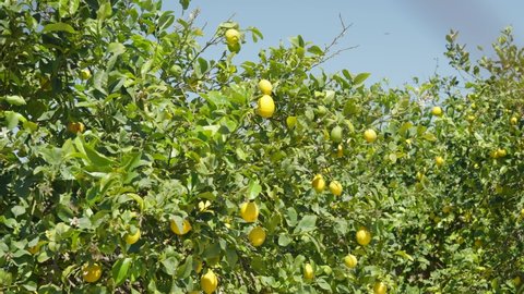 Lemon tree with yellow ripe fruit in sunny light. Slow motion video of citrus ecological sustainable plantation with leafs moving swaying in wind. wide angle shot in Spain