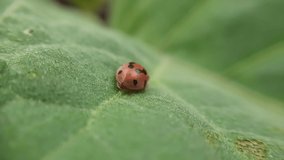 a black and red patterned ladybug is sitting on a green leaf