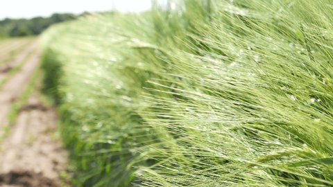 Closeup of unripe green barley ear in cultivated field, selective focus